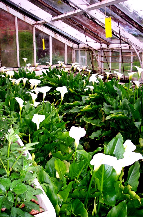 Claughton Hall greenhouse