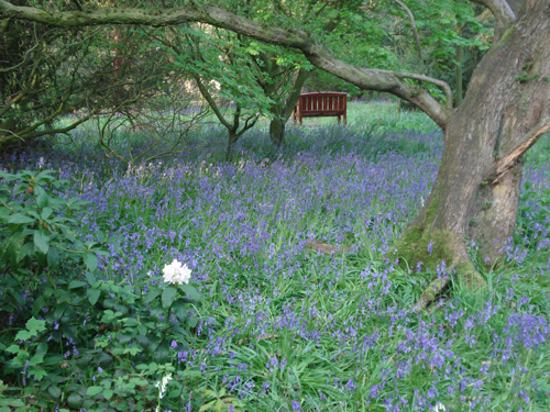 Bluebells and the woodland walk