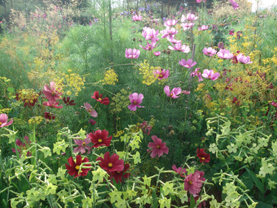 Perch Hill Farm
                  - Sarah Raven's Vegetable & Flower Garden