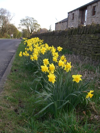 Daffodils planted on Broadhead Road