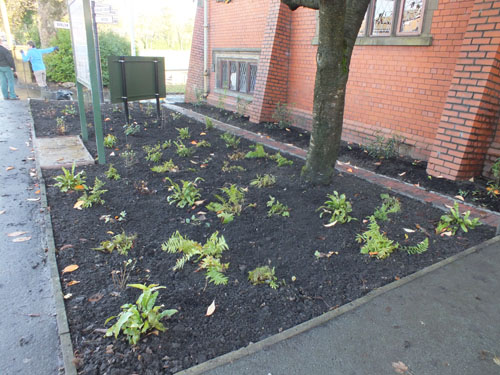 The flower bed
                  after a further 45 plants had been received from the
                  nursery