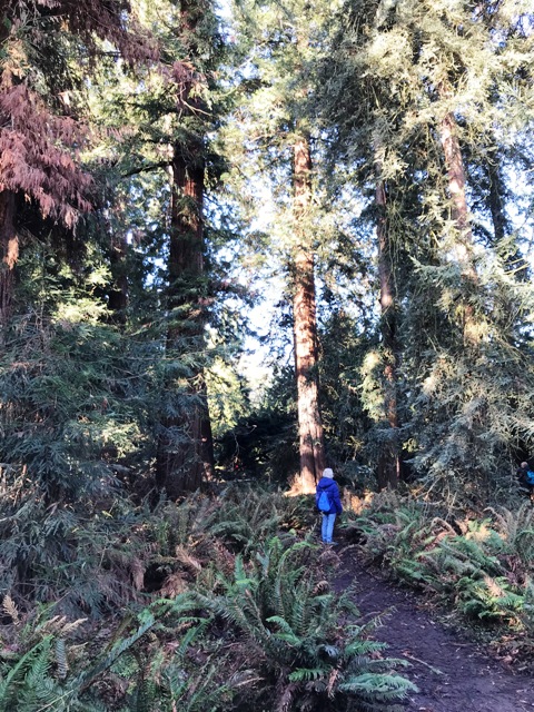 Coastal Redwoods.jpg